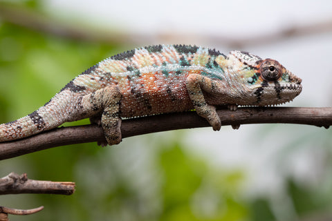 Holdbacks/Individuals: Ambilobe Offspring From "Voanato-anjiana" (AKA Red Prince) x "Karana Fahavaratra" (AKA Indian Summer) - Hatched March 2026 - Male #3
