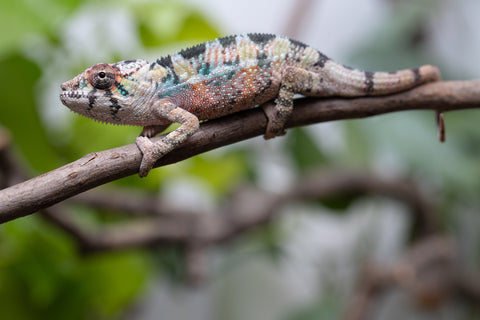 Holdbacks/Individuals: Ambilobe Offspring From "Voanato-anjiana" (AKA Red Prince) x "Karana Fahavaratra" (AKA Indian Summer) - Hatched March 2026 - Male #3