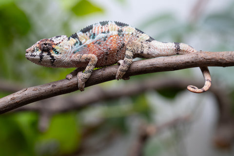Holdbacks/Individuals: Ambilobe Offspring From "Voanato-anjiana" (AKA Red Prince) x "Karana Fahavaratra" (AKA Indian Summer) - Hatched March 2026 - Male #3