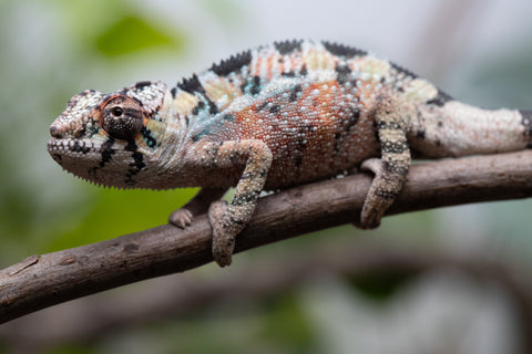 Holdbacks/Individuals: Ambilobe Offspring From "Voanato-anjiana" (AKA Red Prince) x "Karana Fahavaratra" (AKA Indian Summer) - Hatched March 2026 - Male #3