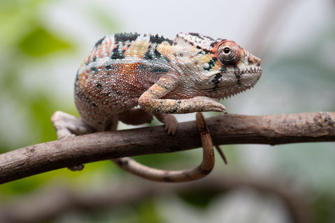 Holdbacks/Individuals: Ambilobe Offspring From "Voanato-anjiana" (AKA Red Prince) x "Karana Fahavaratra" (AKA Indian Summer) - Hatched March 2026 - Male #3