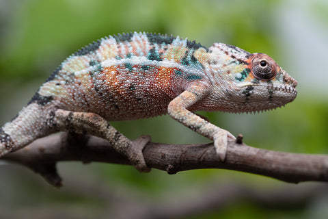 Holdbacks/Individuals: Ambilobe Offspring From "Voanato-anjiana" (AKA Red Prince) x "Karana Fahavaratra" (AKA Indian Summer) - Hatched March 2026 - Male #3
