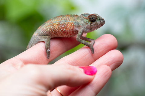 Holdbacks/Individuals: Ambilobe Offspring From "Voanato-anjiana" (AKA Red Prince) x "Karana Fahavaratra" (AKA Indian Summer) - Hatched March 2026 - Male #5