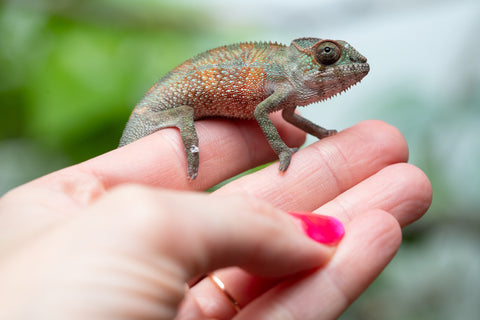 Holdbacks/Individuals: Ambilobe Offspring From "Voanato-anjiana" (AKA Red Prince) x "Karana Fahavaratra" (AKA Indian Summer) - Hatched March 2026 - Male #5