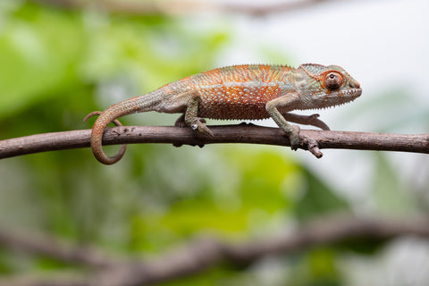 Holdbacks/Individuals: Ambilobe Offspring From "Voanato-anjiana" (AKA Red Prince) x "Karana Fahavaratra" (AKA Indian Summer) - Hatched March 2026 - Male #5