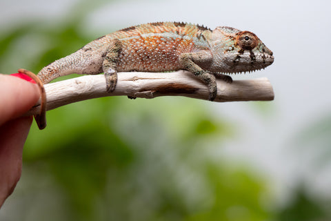 Holdbacks/Individuals: Ambilobe Offspring From "Voanato-anjiana" (AKA Red Prince) x "Karana Fahavaratra" (AKA Indian Summer) - Hatched March 2026 - Male #5