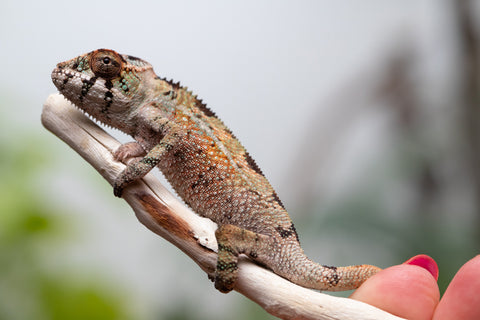 Holdbacks/Individuals: Ambilobe Offspring From "Voanato-anjiana" (AKA Red Prince) x "Karana Fahavaratra" (AKA Indian Summer) - Hatched March 2026 - Male #5
