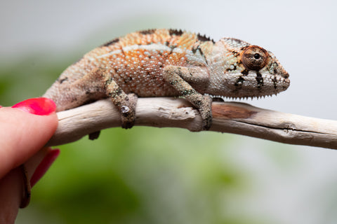 Holdbacks/Individuals: Ambilobe Offspring From "Voanato-anjiana" (AKA Red Prince) x "Karana Fahavaratra" (AKA Indian Summer) - Hatched March 2026 - Male #5