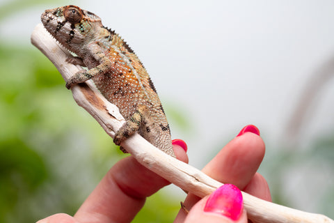 Holdbacks/Individuals: Ambilobe Offspring From "Voanato-anjiana" (AKA Red Prince) x "Karana Fahavaratra" (AKA Indian Summer) - Hatched March 2026 - Male #5