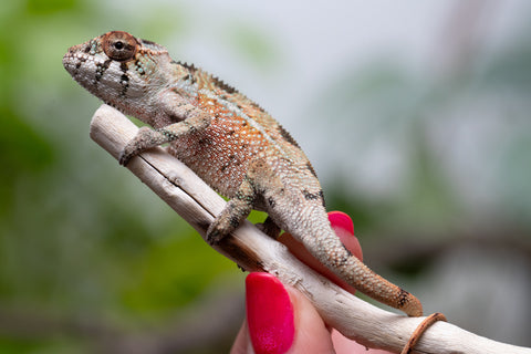 Holdbacks/Individuals: Ambilobe Offspring From "Voanato-anjiana" (AKA Red Prince) x "Karana Fahavaratra" (AKA Indian Summer) - Hatched March 2026 - Male #5