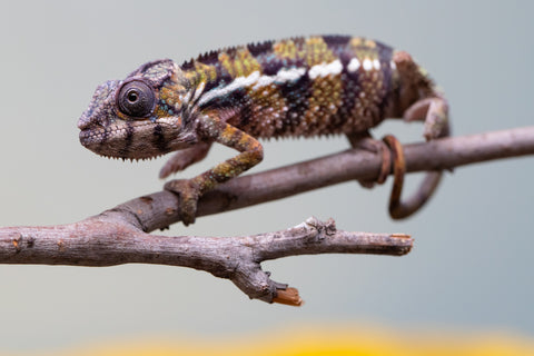Holdbacks/Individuals: Ambilobe offspring from "Voanato-anjiana" (AKA Red Prince) x "Mamibony" (AKA Nectar) - Hatched July - August 2025 - Male #1