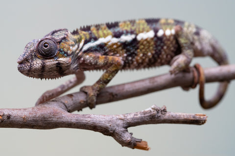 Holdbacks/Individuals: Ambilobe offspring from "Voanato-anjiana" (AKA Red Prince) x "Mamibony" (AKA Nectar) - Hatched July - August 2025 - Male #1