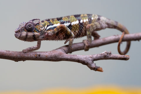 Holdbacks/Individuals: Ambilobe offspring from "Voanato-anjiana" (AKA Red Prince) x "Mamibony" (AKA Nectar) - Hatched July - August 2025 - Male #1