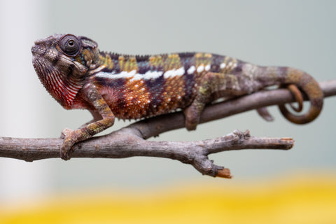 Holdbacks/Individuals: Ambilobe offspring from "Voanato-anjiana" (AKA Red Prince) x "Mamibony" (AKA Nectar) - Hatched July - August 2025 - Male #1