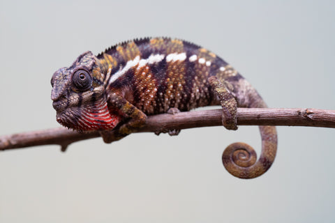 Holdbacks/Individuals: Ambilobe offspring from "Voanato-anjiana" (AKA Red Prince) x "Mamibony" (AKA Nectar) - Hatched July - August 2025 - Male #1