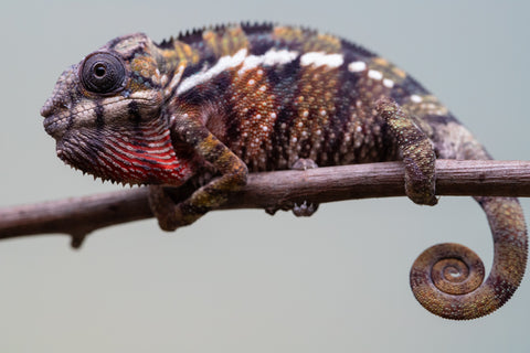 Holdbacks/Individuals: Ambilobe offspring from "Voanato-anjiana" (AKA Red Prince) x "Mamibony" (AKA Nectar) - Hatched July - August 2025 - Male #1