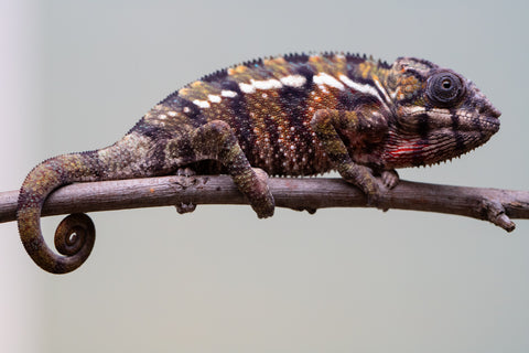 Holdbacks/Individuals: Ambilobe offspring from "Voanato-anjiana" (AKA Red Prince) x "Mamibony" (AKA Nectar) - Hatched July - August 2025 - Male #1