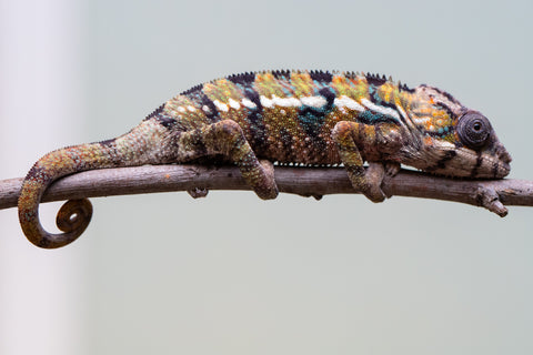 Holdbacks/Individuals: Ambilobe offspring from "Voanato-anjiana" (AKA Red Prince) x "Mamibony" (AKA Nectar) - Hatched July - August 2025 - Male #1