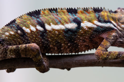 Holdbacks/Individuals: Ambilobe offspring from "Voanato-anjiana" (AKA Red Prince) x "Mamibony" (AKA Nectar) - Hatched July - August 2025 - Male #1