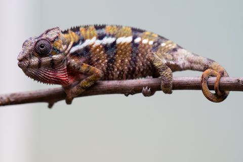 Holdbacks/Individuals: Ambilobe offspring from "Voanato-anjiana" (AKA Red Prince) x "Mamibony" (AKA Nectar) - Hatched July - August 2025 - Male #1