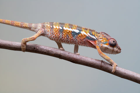 Holdbacks/Individuals: Ambilobe offspring from "Voanato-anjiana" (AKA Red Prince) x "Mamibony" (AKA Nectar) - Hatched July - August 2025 - Male #1