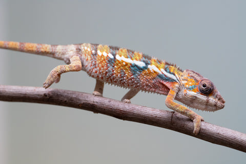 Holdbacks/Individuals: Ambilobe offspring from "Voanato-anjiana" (AKA Red Prince) x "Mamibony" (AKA Nectar) - Hatched July - August 2025 - Male #1