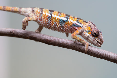 Holdbacks/Individuals: Ambilobe offspring from "Voanato-anjiana" (AKA Red Prince) x "Mamibony" (AKA Nectar) - Hatched July - August 2025 - Male #1