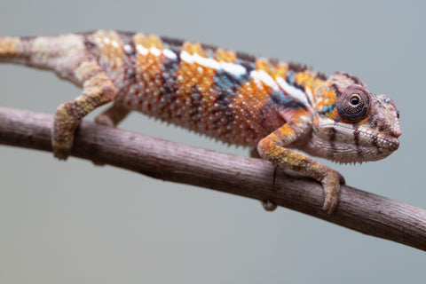 Holdbacks/Individuals: Ambilobe offspring from "Voanato-anjiana" (AKA Red Prince) x "Mamibony" (AKA Nectar) - Hatched July - August 2025 - Male #1