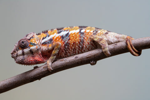 Holdbacks/Individuals: Ambilobe offspring from "Voanato-anjiana" (AKA Red Prince) x "Mamibony" (AKA Nectar) - Hatched July - August 2025 - Male #1