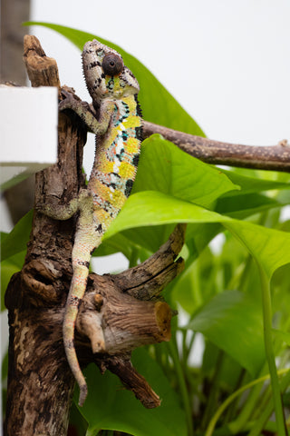 Ambilobe From "Voanato-anjiana" (AKA Red Prince) x "Nala-andriana" (AKA Scorpion Queen) - Hatched March 2026 - Male #1 - B-Grade