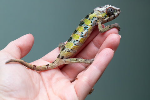 Ambilobe From "Voanato-anjiana" (AKA Red Prince) x "Nala-andriana" (AKA Scorpion Queen) - Hatched March 2026 - Male #1 - B-Grade
