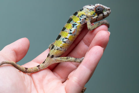 Ambilobe From "Voanato-anjiana" (AKA Red Prince) x "Nala-andriana" (AKA Scorpion Queen) - Hatched March 2026 - Male #1 - B-Grade