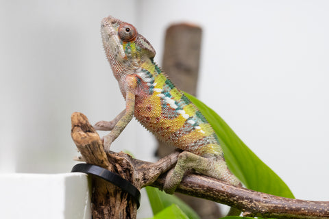 Ambilobe From "Voanato-anjiana" (AKA Red Prince) x "Nala-andriana" (AKA Scorpion Queen) - Hatched March 2026 - Male #1 - B-Grade
