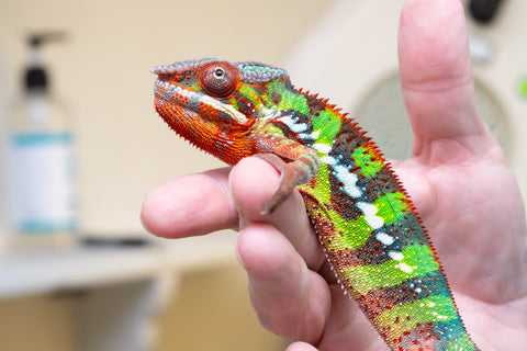 Ambilobe From "Voanato-anjiana" (AKA Red Prince) x "Nala-andriana" (AKA Scorpion Queen) - Hatched March 2026 - Male #2 - B-Grade (See Bio)
