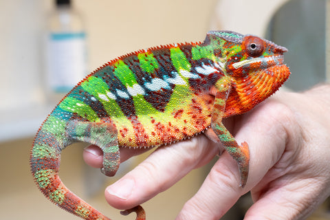 Ambilobe From "Voanato-anjiana" (AKA Red Prince) x "Nala-andriana" (AKA Scorpion Queen) - Hatched March 2026 - Male #2 - B-Grade (See Bio)