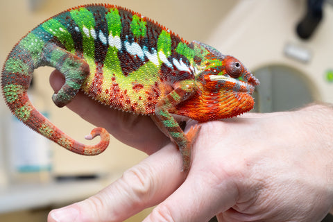 Ambilobe From "Voanato-anjiana" (AKA Red Prince) x "Nala-andriana" (AKA Scorpion Queen) - Hatched March 2026 - Male #2 - B-Grade (See Bio)
