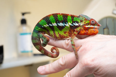 Ambilobe From "Voanato-anjiana" (AKA Red Prince) x "Nala-andriana" (AKA Scorpion Queen) - Hatched March 2026 - Male #2 - B-Grade (See Bio)