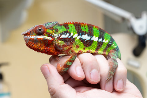 Ambilobe From "Voanato-anjiana" (AKA Red Prince) x "Nala-andriana" (AKA Scorpion Queen) - Hatched March 2026 - Male #2 - B-Grade (See Bio)