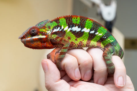 Ambilobe From "Voanato-anjiana" (AKA Red Prince) x "Nala-andriana" (AKA Scorpion Queen) - Hatched March 2026 - Male #2 - B-Grade (See Bio)
