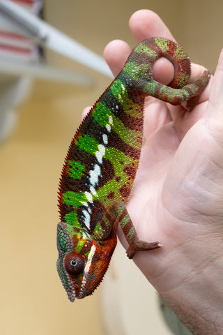 Ambilobe From "Voanato-anjiana" (AKA Red Prince) x "Nala-andriana" (AKA Scorpion Queen) - Hatched March 2026 - Male #2 - B-Grade (See Bio)