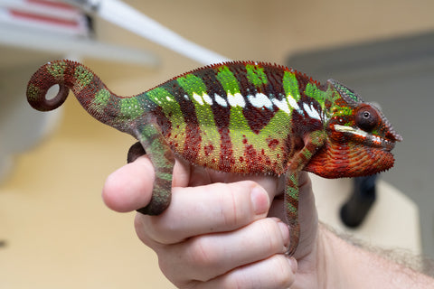 Ambilobe From "Voanato-anjiana" (AKA Red Prince) x "Nala-andriana" (AKA Scorpion Queen) - Hatched March 2026 - Male #2 - B-Grade (See Bio)