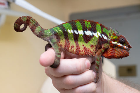 Ambilobe From "Voanato-anjiana" (AKA Red Prince) x "Nala-andriana" (AKA Scorpion Queen) - Hatched March 2026 - Male #2 - B-Grade (See Bio)