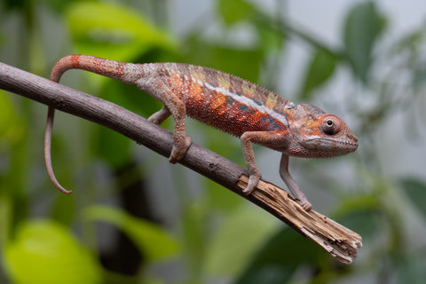 Ambilobe From "Voanato-anjiana" (AKA Red Prince) x "Safo-drano" (AKA Deluge) - Hatched March 2026 - Male #1