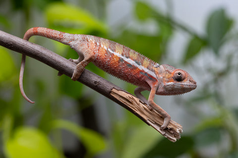 Ambilobe From "Voanato-anjiana" (AKA Red Prince) x "Safo-drano" (AKA Deluge) - Hatched March 2026 - Male #1
