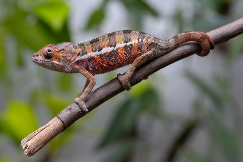 Ambilobe From "Voanato-anjiana" (AKA Red Prince) x "Safo-drano" (AKA Deluge) - Hatched March 2026 - Male #1