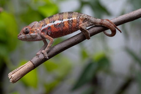 Ambilobe From "Voanato-anjiana" (AKA Red Prince) x "Safo-drano" (AKA Deluge) - Hatched March 2026 - Male #1