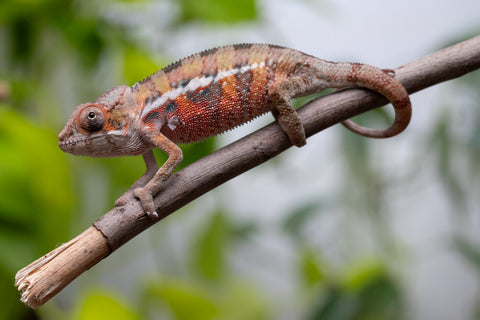 Ambilobe From "Voanato-anjiana" (AKA Red Prince) x "Safo-drano" (AKA Deluge) - Hatched March 2026 - Male #1