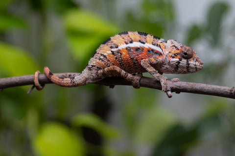 Ambilobe From "Voanato-anjiana" (AKA Red Prince) x "Safo-drano" (AKA Deluge) - Hatched March 2026 - Male #1
