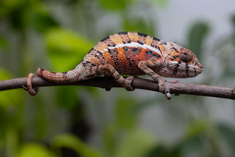 Ambilobe From "Voanato-anjiana" (AKA Red Prince) x "Safo-drano" (AKA Deluge) - Hatched March 2026 - Male #1
