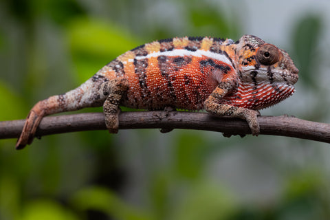 Ambilobe From "Voanato-anjiana" (AKA Red Prince) x "Safo-drano" (AKA Deluge) - Hatched March 2026 - Male #1